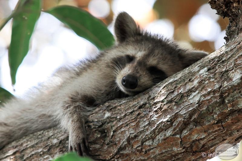 racoon-2015-03.jpg