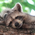 racoon-2015-07.jpg
