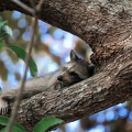 racoon-2015-10.jpg