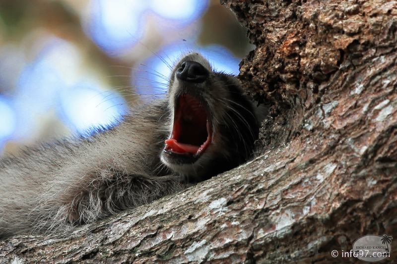 racoon-2015-11.jpg