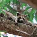 racoon-2015-19.jpg