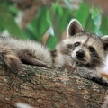 racoon-2015-20.jpg