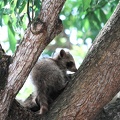 racoon-2015-21.jpg