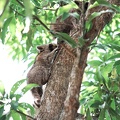 racoon-2015-26.jpg