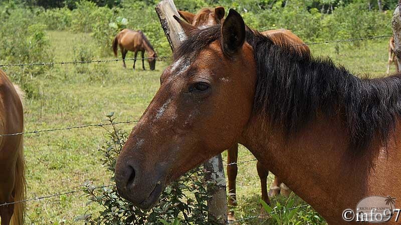 animaux-st-domingue7.jpg