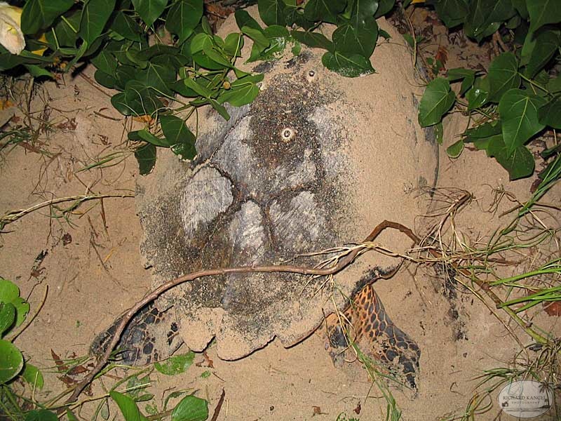 tortue-3.jpg