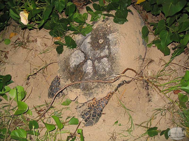 tortue-4.jpg