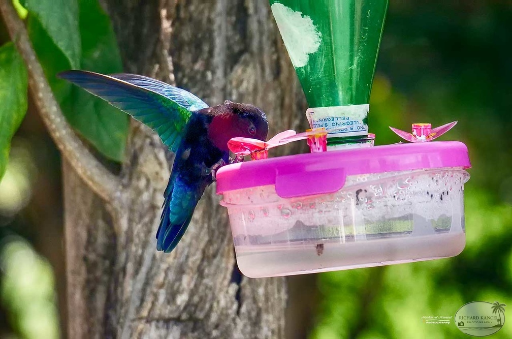 colibri1.jpg