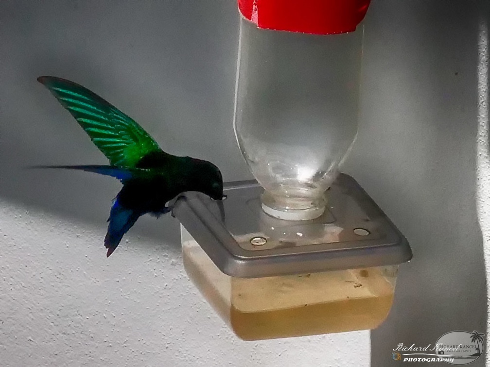 colibri2.jpg