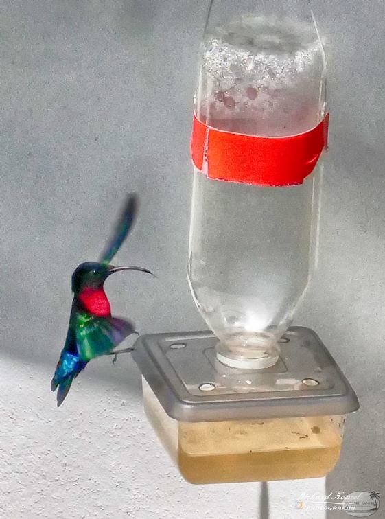 colibri3.jpg