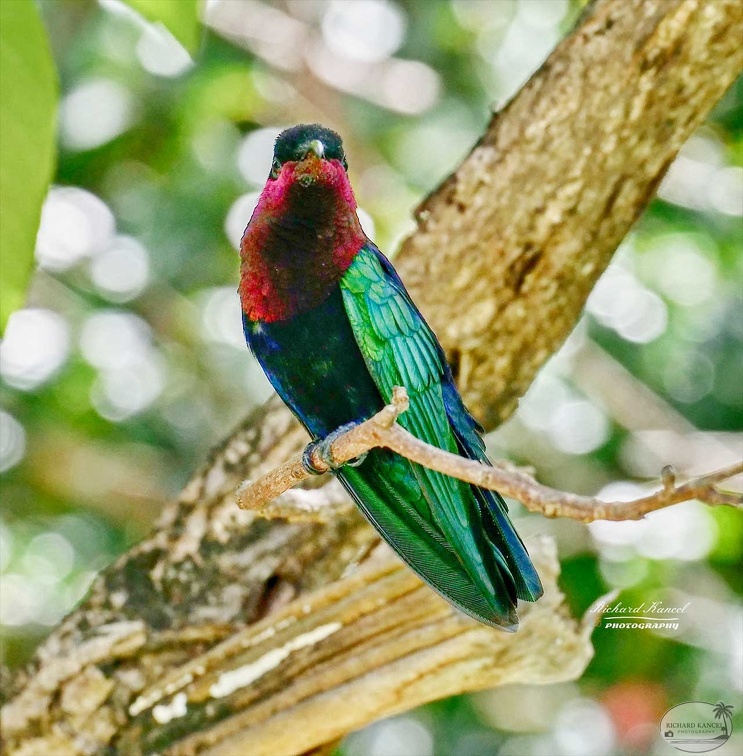 colibri8.jpg