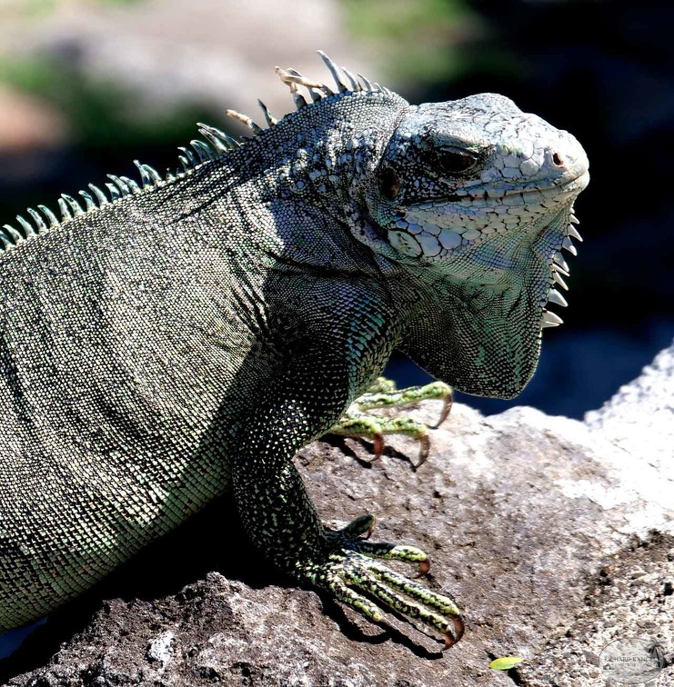 iguane.jpg