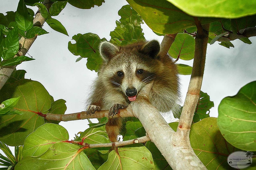 racoon-jardin2.jpg