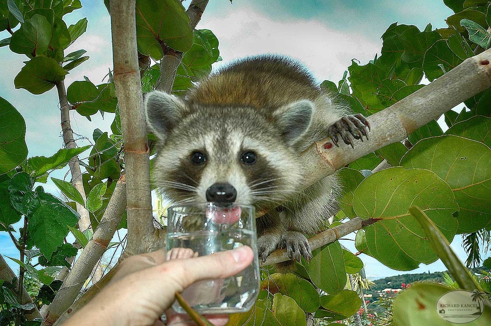 racoon-jardin3.jpg