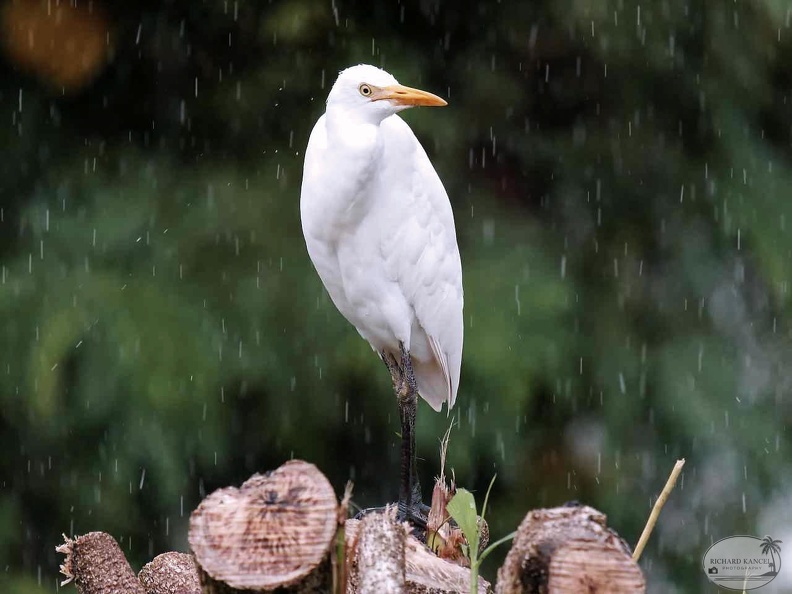 1aigrette.jpg