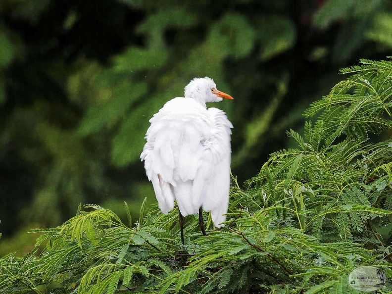 3aigrette.jpg