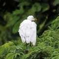 3aigrette.jpg