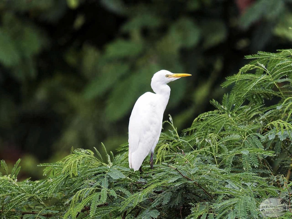 5aigrette.jpg