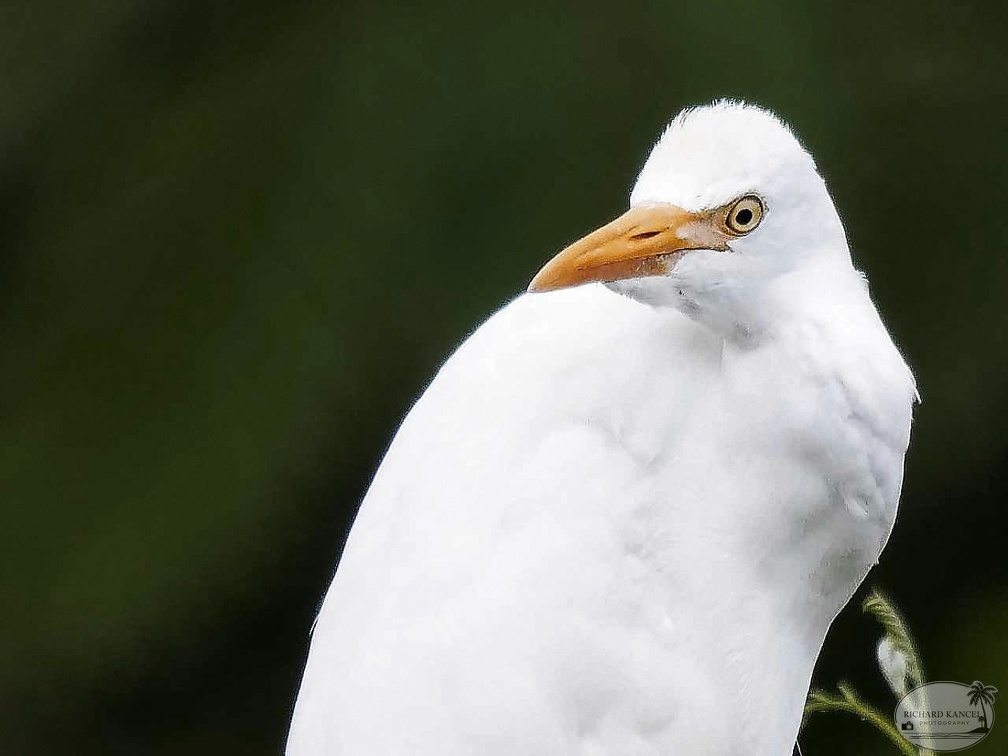 6aigrette.jpg