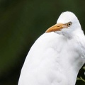 6aigrette.jpg