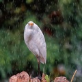 9aigrette.jpg