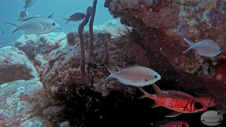 poisson-colordeshaies.jpg