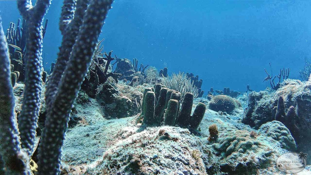 cactus-corail.jpg