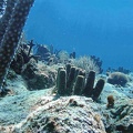 cactus-corail.jpg