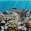 recif-corail.jpg