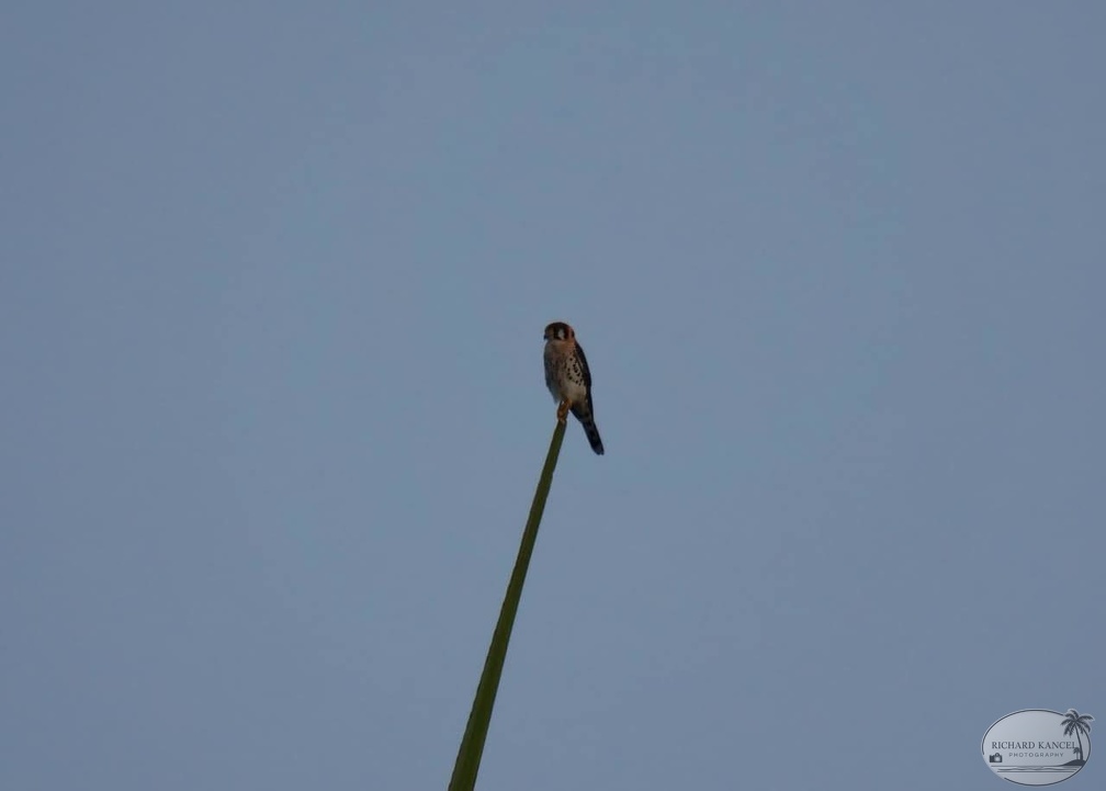 aigle.jpg