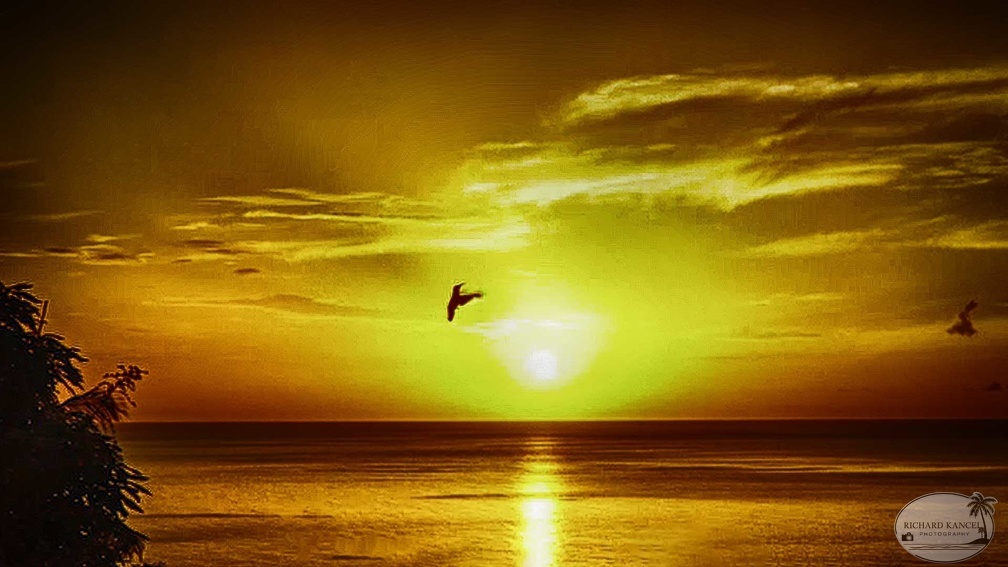 colibri-soleil.jpg