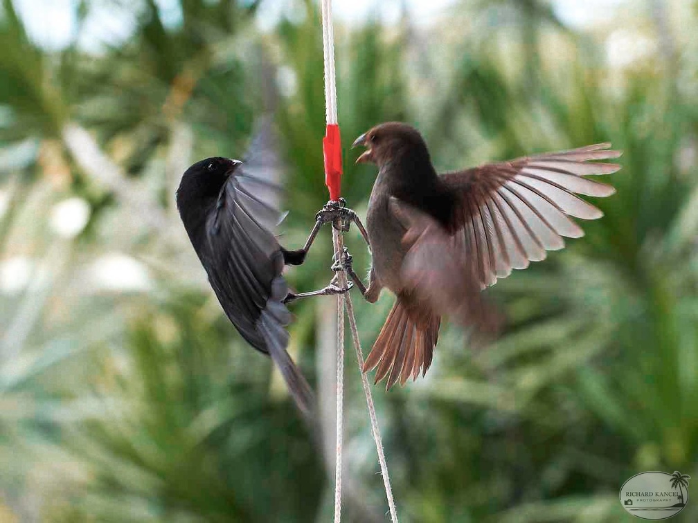 combat-eoiseaux.jpg