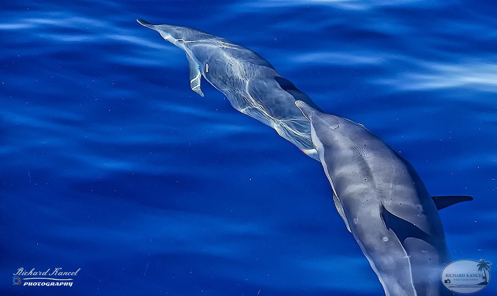 dauphin-guadeloupe.jpg