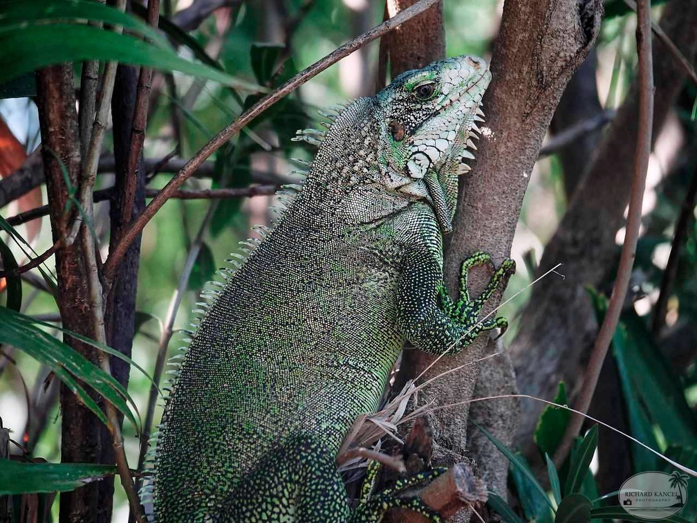 iguane-vert.jpg
