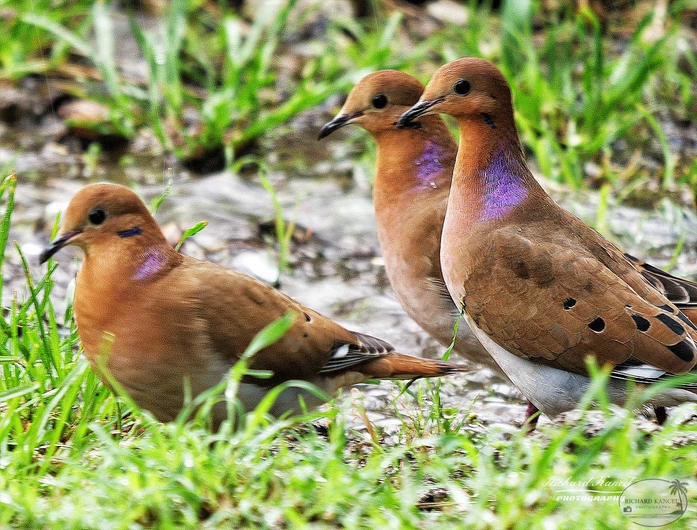 oiseaux3.jpg