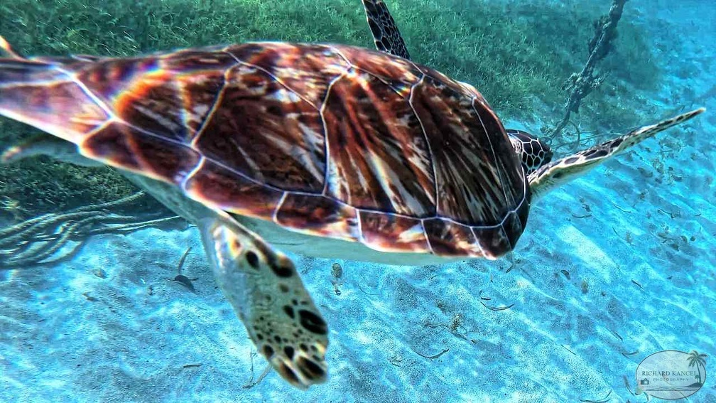 tortue-guadeloupe.jpg