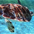 tortue-guadeloupe.jpg