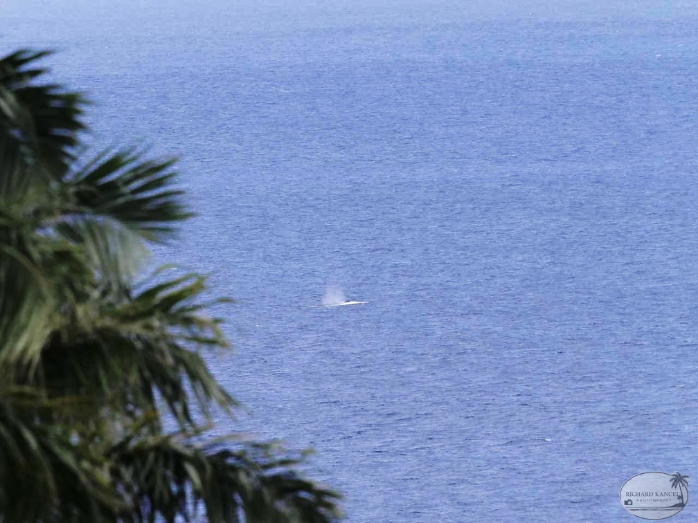 baleine-10.jpg