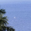 baleine-10.jpg