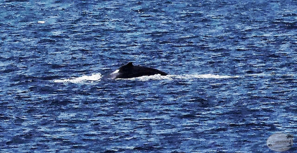 baleine-ferry4.jpg