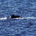 baleine-ferry4.jpg